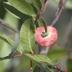 Photographie n°7341 du taxon Pistacia terebinthus L. [1753]