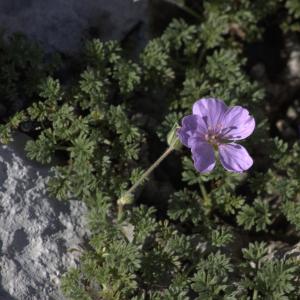 Photographie n°7343 du taxon Erodium petraeum (Gouan) Willd. [1800]