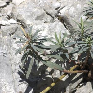 Photographie n°7346 du taxon Euphorbia characias L. [1753]