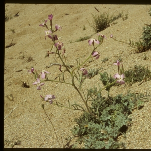 Photographie n°7438 du taxon Matthiola tricuspidata (L.) R.Br. [1812]