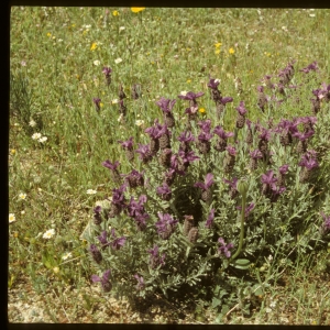 Photographie n°7440 du taxon Lavandula stoechas L. [1753]