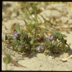 Photographie n°7442 du taxon Anchusa crispa Viv. [1825]