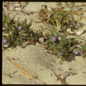 Photographie n°7443 du taxon Anchusa crispa Viv. [1825]