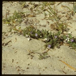 Photographie n°7444 du taxon Anchusa crispa Viv. [1825]