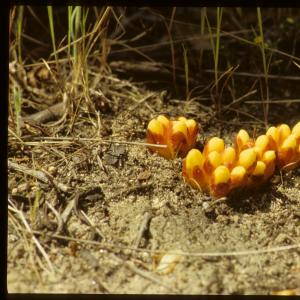 Photographie n°7449 du taxon Cytinus hypocistis (L.) L. [1767]