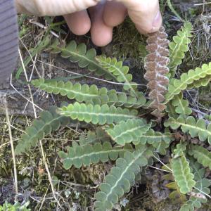 Photographie n°7462 du taxon Ceterach officinarum Willd. [1804]