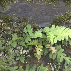 Photographie n°7465 du taxon Polypodium vulgare L. [1753]