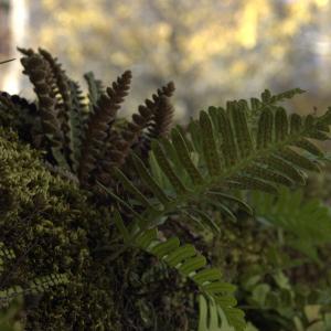 Photographie n°7468 du taxon Polypodium vulgare L. [1753]