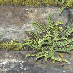 Photographie n°7476 du taxon Asplenium trichomanes L. [1753]