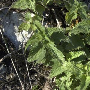 Photographie n°7482 du taxon Urtica dioica L. [1753]