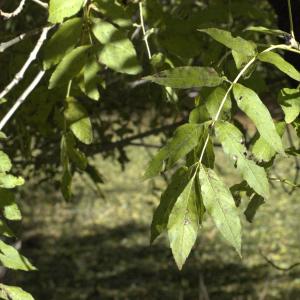 Photographie n°7510 du taxon Fraxinus excelsior L. [1753]