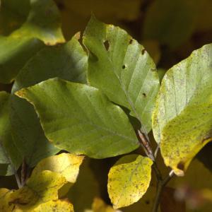 Photographie n°7514 du taxon Fagus sylvatica L. [1753]