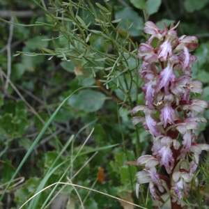 Photographie n°7533 du taxon Himantoglossum robertianum (Loisel.) P.Delforge