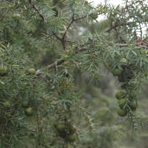 Photographie n°7534 du taxon Juniperus oxycedrus L. [1753]