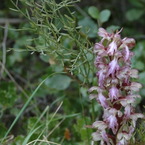 Photographie n°7536 du taxon Himantoglossum robertianum (Loisel.) P.Delforge