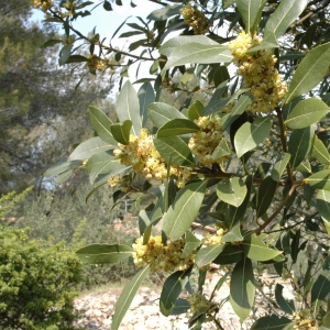 Photographie n°7718 du taxon Laurus nobilis L. [1753]