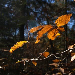 Photographie n°7720 du taxon Fagus sylvatica L.