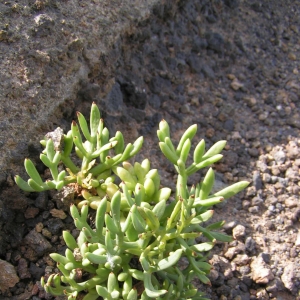 Photographie n°7727 du taxon Crithmum maritimum L. [1753]