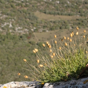 Photographie n°7729 du taxon Silene saxifraga L. [1753]