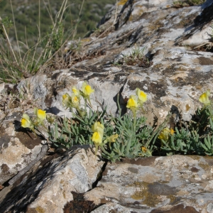 Photographie n°7730 du taxon Linaria supina (L.) Chaz. [1790]