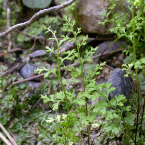 Photographie n°8995 du taxon Anogramma leptophylla (L.) Link [1841]