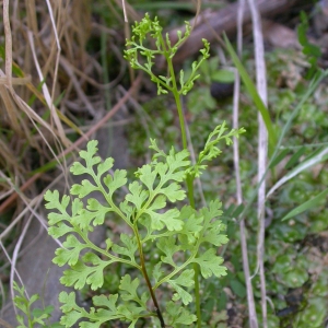 Adenogramme leptophylla (L.) Engl. (Anogramma à feuilles minces)