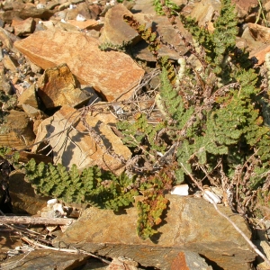 Photographie n°9000 du taxon Cosentinia vellea (Aiton) Tod. [1866]