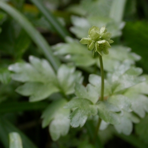 Photographie n°9003 du taxon Adoxa moschatellina L. [1753]