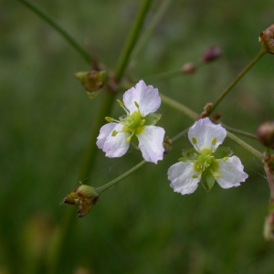 Photographie n°9005 du taxon Alisma plantago-aquatica L. [1753]
