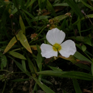 Photographie n°9007 du taxon Baldellia ranunculoides (L.) Parl. [1854]