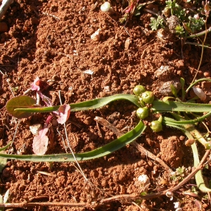 Photographie n°9009 du taxon Allium chamaemoly L. [1753]