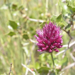 Photographie n°9022 du taxon Allium sphaerocephalon L. [1753]