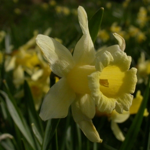 Photographie n°9023 du taxon Narcissus pseudonarcissus L.