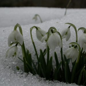 Photographie n°9024 du taxon Galanthus nivalis L. [1753]