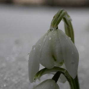 Photographie n°9025 du taxon Galanthus nivalis L. [1753]