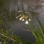  Julien BARATAUD - Leucojum aestivum L.