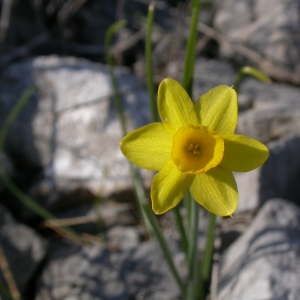 Photographie n°9030 du taxon Narcissus assoanus Dufour [1830]