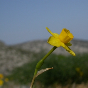 Photographie n°9032 du taxon Narcissus assoanus Dufour [1830]