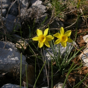 Photographie n°9034 du taxon Narcissus assoanus Dufour [1830]