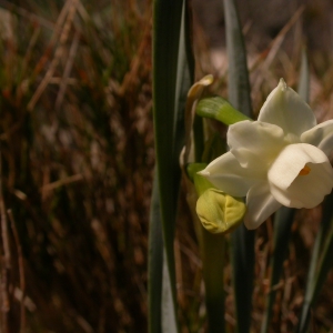 Photographie n°9035 du taxon Narcissus dubius Gouan [1773]