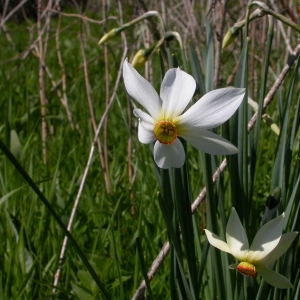 Photographie n°9038 du taxon Narcissus poeticus L. [1753]