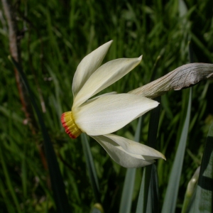 Photographie n°9039 du taxon Narcissus poeticus L. [1753]