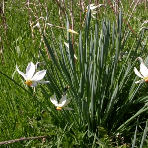 Photographie n°9040 du taxon Narcissus poeticus L.