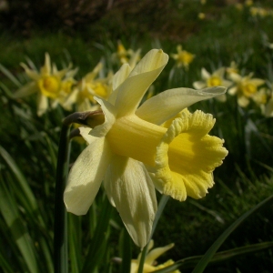 Photographie n°9041 du taxon Narcissus pseudonarcissus L.