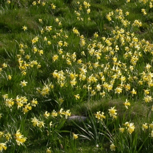 Photographie n°9043 du taxon Narcissus pseudonarcissus L.