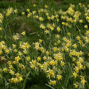 Photographie n°9044 du taxon Narcissus pseudonarcissus L.