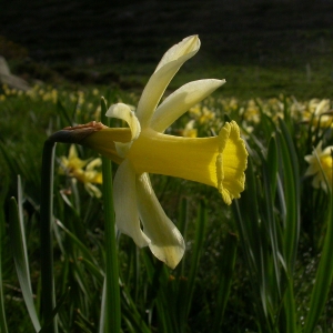 Photographie n°9046 du taxon Narcissus pseudonarcissus L.