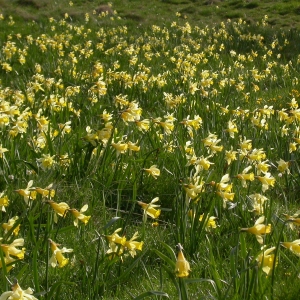 Photographie n°9047 du taxon Narcissus pseudonarcissus L.