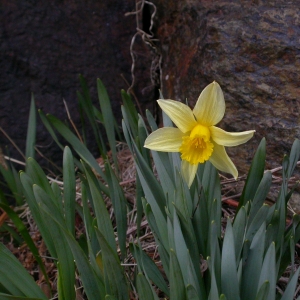 Photographie n°9048 du taxon Narcissus pseudonarcissus L.