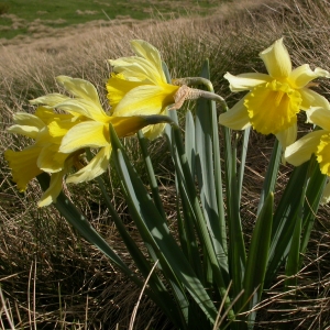 Photographie n°9050 du taxon Narcissus pseudonarcissus L.